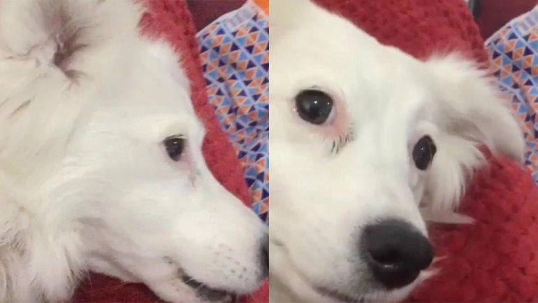 Esta perra no deja de sumar reproducciones en YouTube