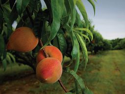 Durazno, un producnto con mucho recorrido en el comercio internacional. Durazno, un producnto con mucho recorrido en el comercio internacional.