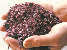 Estudian el potencial del orujo en la prevención del cáncer. Estudian el potencial del orujo en la prevención del cáncer.