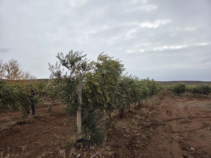 Oro verde en la estepa: Se proyectan 350 mil kilos de aceitunas para esta temporada otoñal. Oro verde en la estepa: Se proyectan 350 mil kilos de aceitunas para esta temporada otoñal.