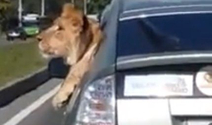 Mirá este león paseando por las calles de Rusia