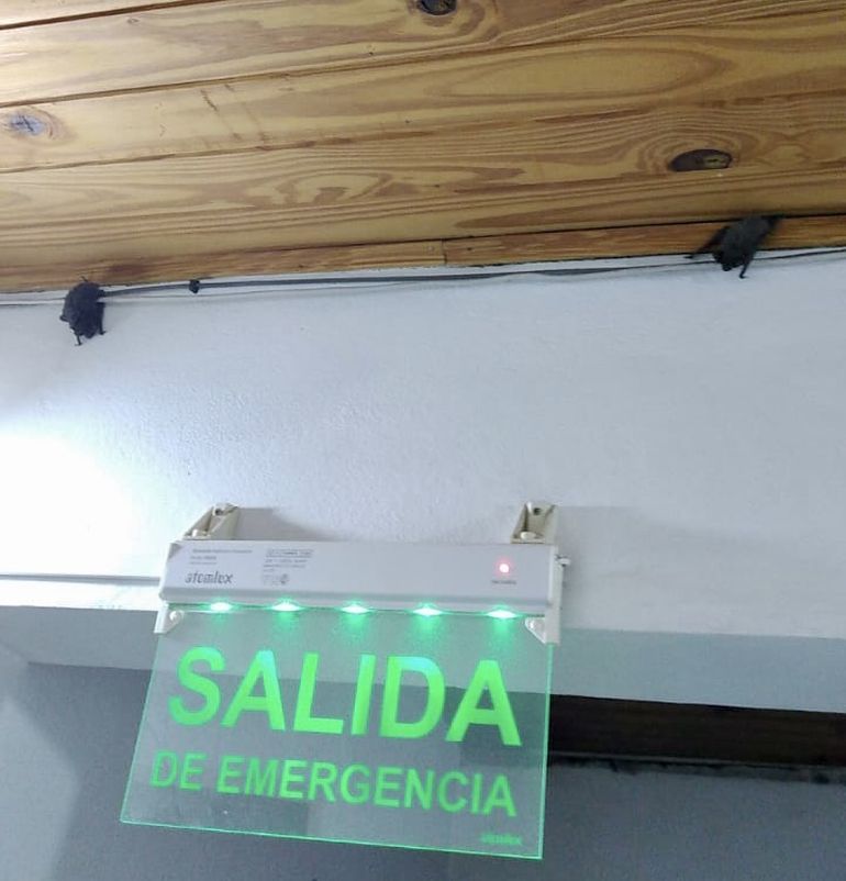 La plaga de murciélagos está desde el jueves pasado en el Registro Civil de Centenario.