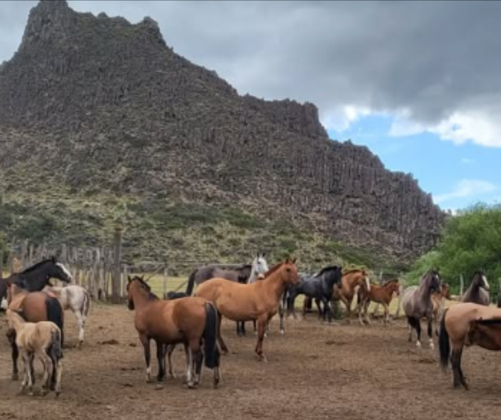 El campo está ubicado a casi 70 al sudoeste de Zapala. Foto: gentileza El campo está ubicado a casi 70 al sudoeste de Zapala. Foto: gentileza