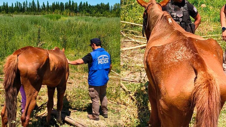 El caballo y la yegua fueron secuestrados en condiciones de abandono.&nbsp;