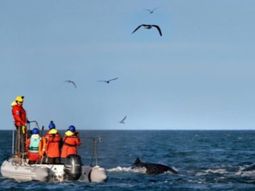 Los investigadores lograron colocar dispositivos de seguimiento satelital en tres ejemplares de ballenas jorobadas frente a las costas de Chubut. Los investigadores lograron colocar dispositivos de seguimiento satelital en tres ejemplares de ballenas jorobadas frente a las costas de Chubut.