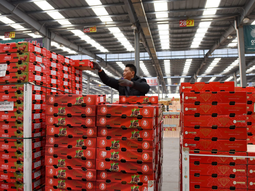 Llegaron las primeras cargas de cerezas chilenas al mercado de Chile.