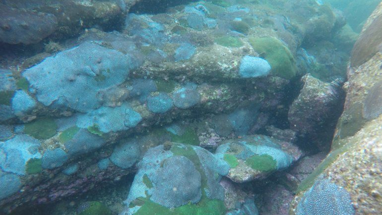 Más del 90% de la barrera se está blanqueando.