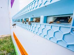 colmenas con ia: el futuro de la polinizacion colmenas con ia: el futuro de la polinizacion