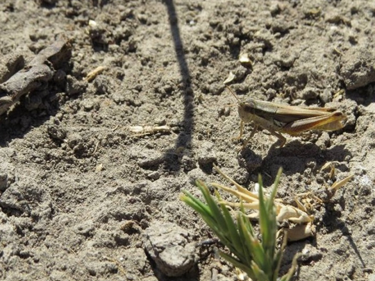 Monitoreo en mallines: Técnico inspecciona ninfas juveniles en zona húmeda, ilustrando detección temprana clave para control efectivo. Foto: Senasa