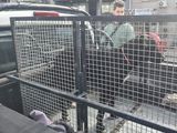 El perro que fue víctima del abuso en Mar del Plata