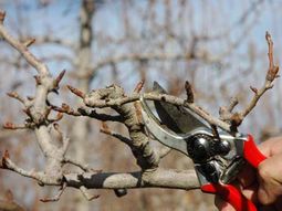 Con la llegada del invierno, comienzan los tiempos de poda en toda la región del Valle. Con la llegada del invierno, comienzan los tiempos de poda en toda la región del Valle.