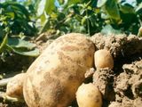 La producción de papa entra en una etapa de ajuste: se sembraron casi 5.000 hectáreas menos en la principal región productiva del país. El sector apuesta a recuperar precios.