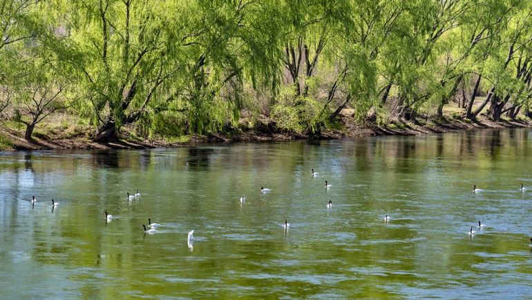Gaido anunció el mirador de los cisnes en el río Neuquén