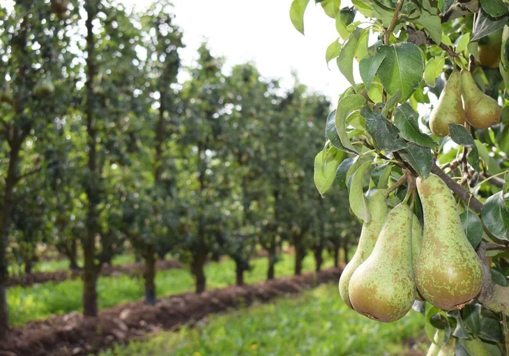 Preocupante crecimiento de los stocks de pera Conference en las cámaras de Europa.