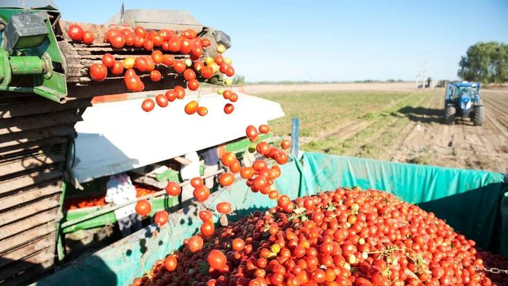 El movimiento en el Valle Medio que generaba Canale era muy importante ya que miles de hectáreas eran sembradas temporada tras temporada para su industrialización. El movimiento en el Valle Medio que generaba Canale era muy importante ya que miles de hectáreas eran sembradas temporada tras temporada para su industrialización. 