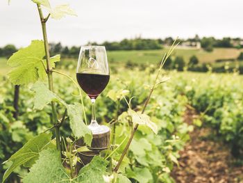 En la cima del ranking mundial se asienta Italia, con una producción estimada de 44,4 millones de hectolitros en 2025. En la cima del ranking mundial se asienta Italia, con una producción estimada de 44,4 millones de hectolitros en 2025.