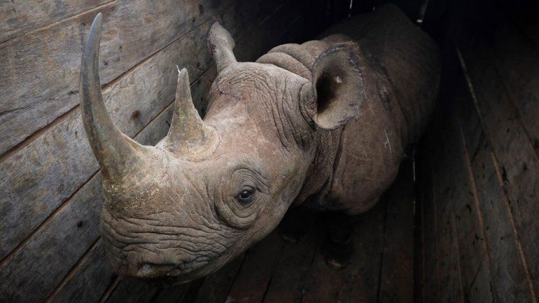 Llevan rinocerontes a una reserva y muere la mitad