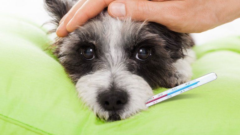 Los signos de que tu perro tiene cistitis