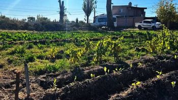 El encargado de la cuadrilla del Vivero de Catriel terminó despedido por tener sexo con otra empleada.
