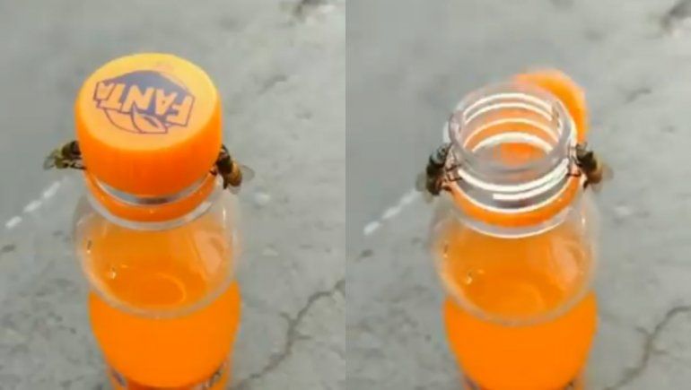 Twitter: dos abejas destaparon una botella y fueron captadas en video