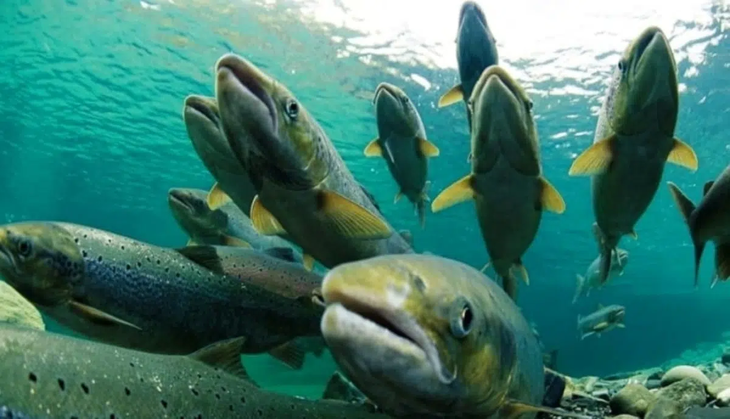 Un pez invasor, una estrategia integral: Santa Cruz ordena la pesca del salm&oacute;n Chinook