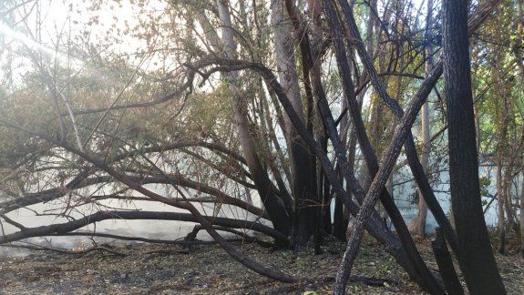 Se reactivó el incendio del predio del CPE cerca del Paseo Costero