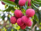 Un pequeño fruto exótico que es un superalimento 