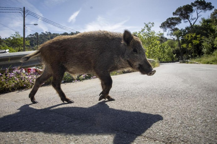 Jabalí cruzando una ruta patagónica en plena noche: el peligro invisible que acecha a los conductores. Jabalí cruzando una ruta patagónica en plena noche: el peligro invisible que acecha a los conductores.