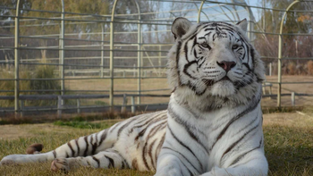 En la jaula de los felinos había cuatro tigres blancos. En la jaula de los felinos había cuatro tigres blancos.