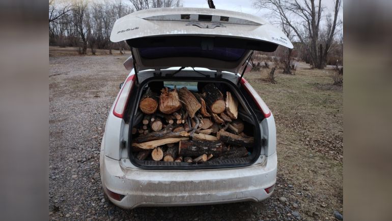 Los descubrieron talando árboles en una zona protegida del río Negro