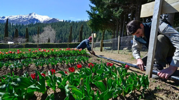 Huinganco se prepara para disfrutar una nueva temporada de tulipanes. Huinganco se prepara para disfrutar una nueva temporada de tulipanes.