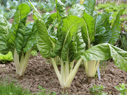 La acelga agroecológica contiene un 7% más de proteínas. La acelga agroecológica contiene un 7% más de proteínas.