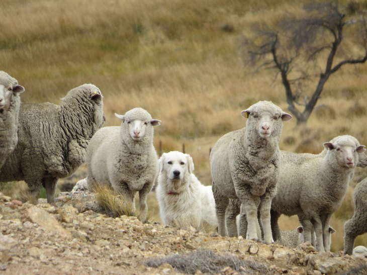 El perro como herramienta es necesario aprender a manejarlo. Foto: gentileza El perro como herramienta es necesario aprender a manejarlo. Foto: gentileza