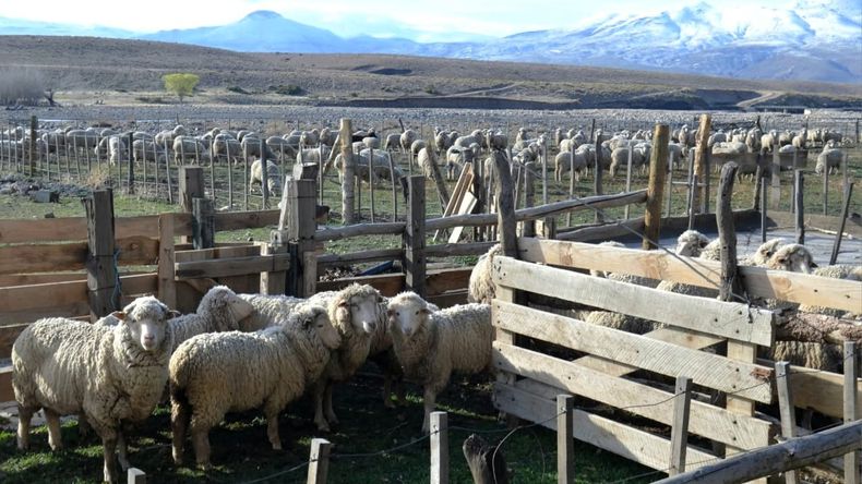Con el apoyo de la provincia se esquilaron 9.000 ovejas bajo parámetros de bienestar animal, clave para la venta. Fotos: Walter Campos (TricaoMalalNoticias) | LM Neuquen Con el apoyo de la provincia se esquilaron 9.000 ovejas bajo parámetros de bienestar animal, clave para la venta. Fotos: Walter Campos (TricaoMalalNoticias)