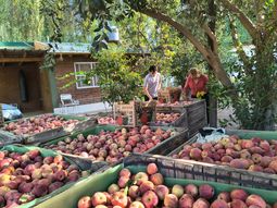La iniciativa busca promover la alimentación saludable y eliminar intermediarios entre productores y escuelas. La iniciativa busca promover la alimentación saludable y eliminar intermediarios entre productores y escuelas.