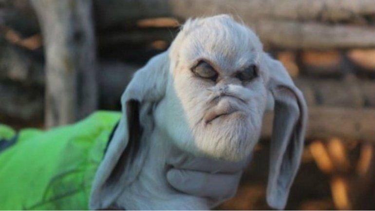 Conmueve el caso del cabrito con rasgos humanos en San Luis