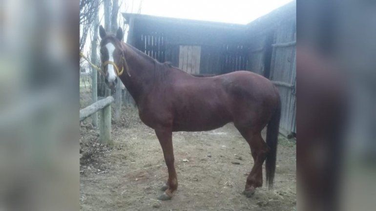 Indignante: otra vez se robaron una yegua de una chacra y temen lo peor