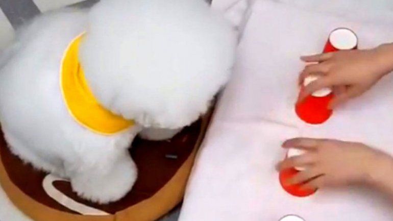 El perrito que supera cualquier juego por comida