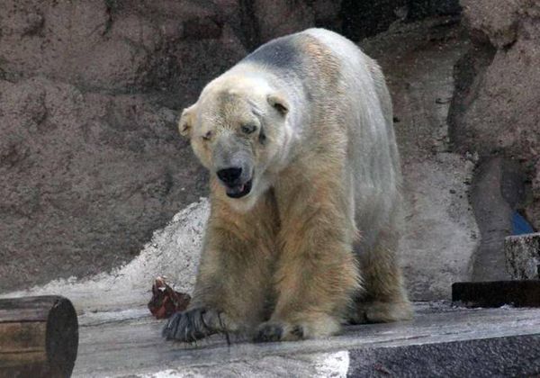 El traslado del oso Arturo genera incertidumbre