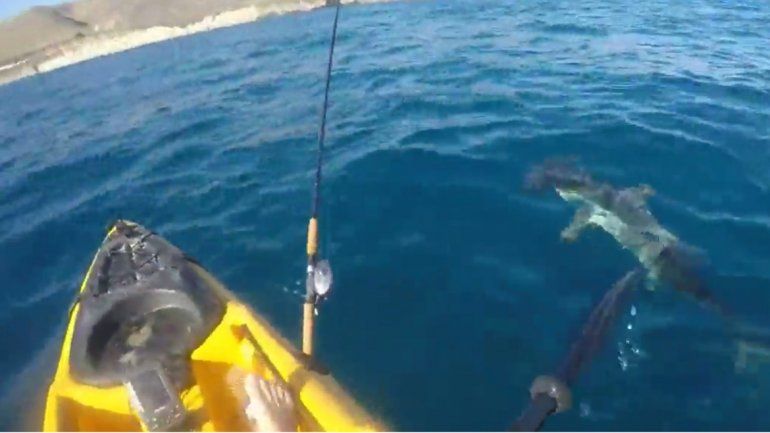 El tiburón no dejó de rodear al pescador a pesar de los golpes que le daba con su remo. La batalla fue larga.