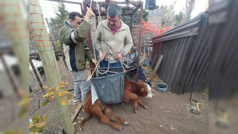 El ternero fue rescatado de un campo en Loncopué y trasladado a Zapala por ambientalistas. El ternero fue rescatado de un campo en Loncopué y trasladado a Zapala por ambientalistas.