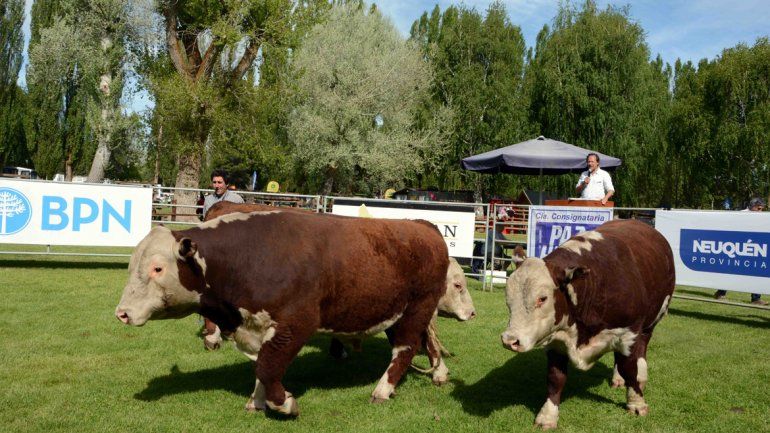 La sexta Exposición Bovina terminó con un gran remate y asado