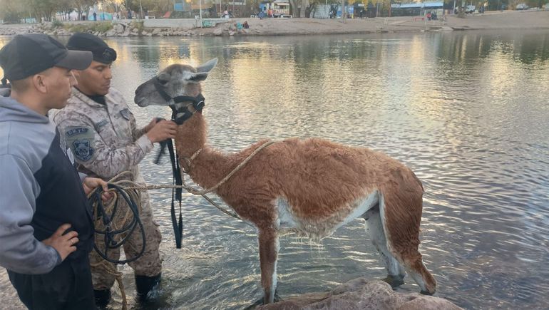 Rescataron a un guanaco de las aguas del Limay, a metros de la isla 132