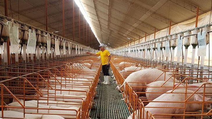 Él reciente regreso de las retenciones al maíz y la soja, dispuesto por el Gobierno Nacional, terminará impactando en los costos de producción. Él reciente regreso de las retenciones al maíz y la soja, dispuesto por el Gobierno Nacional, terminará impactando en los costos de producción.
