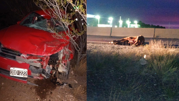 fuerte choque frontal en ruta 51: murio un caballo y un auto quedo destrozado fuerte choque frontal en ruta 51: murio un caballo y un auto quedo destrozado