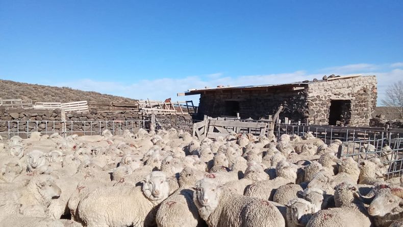 Patagonia: el sector ovino en alerta por las consecuencias de la Resolución 460