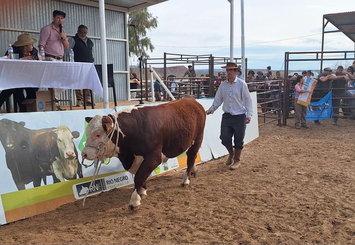 El remate de la exposición presentó ofertas en torno a los 5 millones. Foto: Federación de Sociedades Rurales de Río Negro. El remate de la exposición presentó ofertas en torno a los 5 millones. Foto: Federación de Sociedades Rurales de Río Negro.