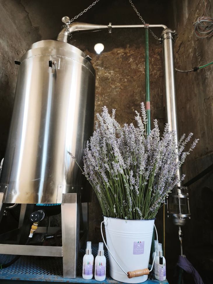 El alma de la flor: El proceso de destilación es clave: de 14 procesos apenas se obtiene un litro y medio del preciado aceite esencial. El alma de la flor: El proceso de destilación es clave: de 14 procesos apenas se obtiene un litro y medio del preciado aceite esencial.