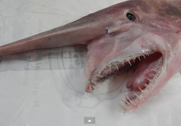Atraparon un rarísimo tiburón duende