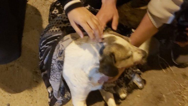 Huyeron tras atropellar y matar a un perro en la Ruta 22
